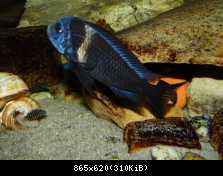 Tropheus duboisi- maswa