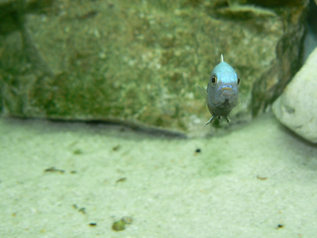 Cynotilapia pulpican