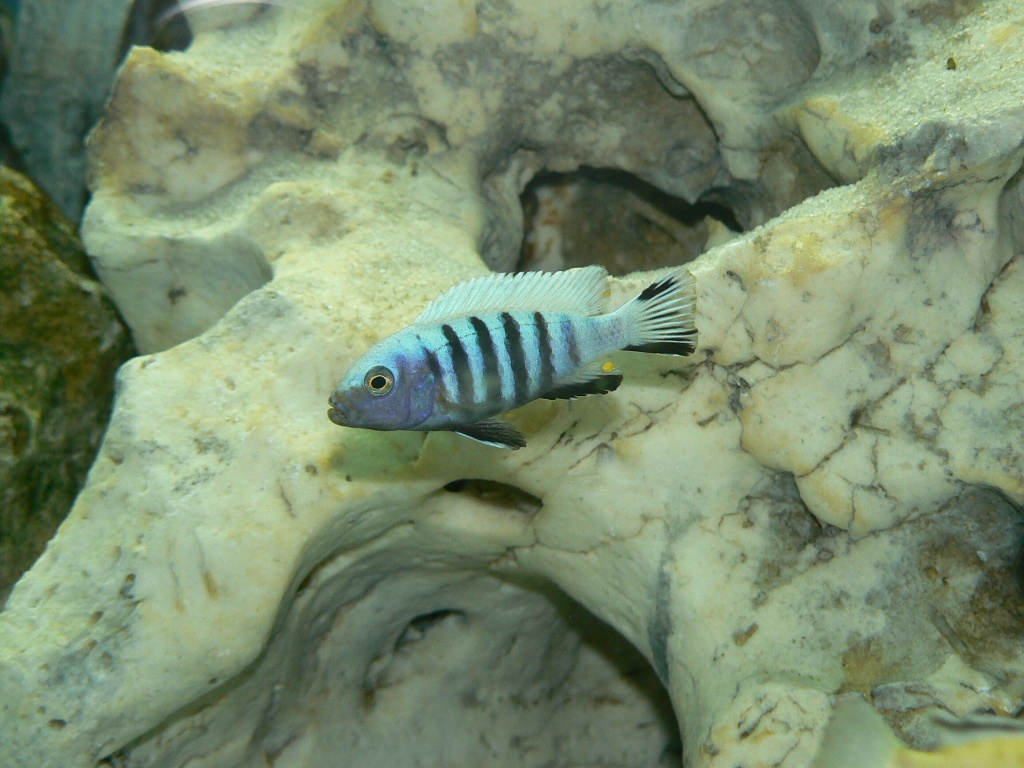 Cynotilapia pulpican