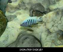 Cynotilapia pulpican