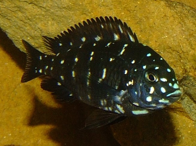 Tropheus duboisi- maswa