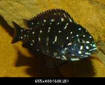 Tropheus duboisi- maswa