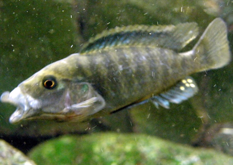 Melanochromis Labrosus