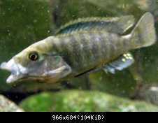 Melanochromis Labrosus