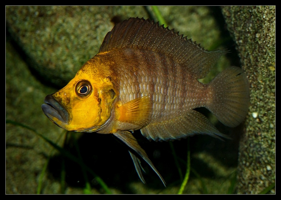 Altolamprologus compressiceps "gold head"