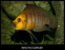 Altolamprologus compressiceps "gold head"