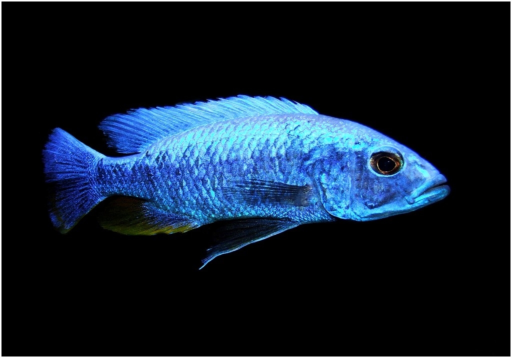 Sciaenochromis fryeri "iceberg"