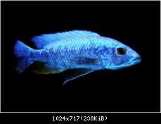 Sciaenochromis fryeri "iceberg"