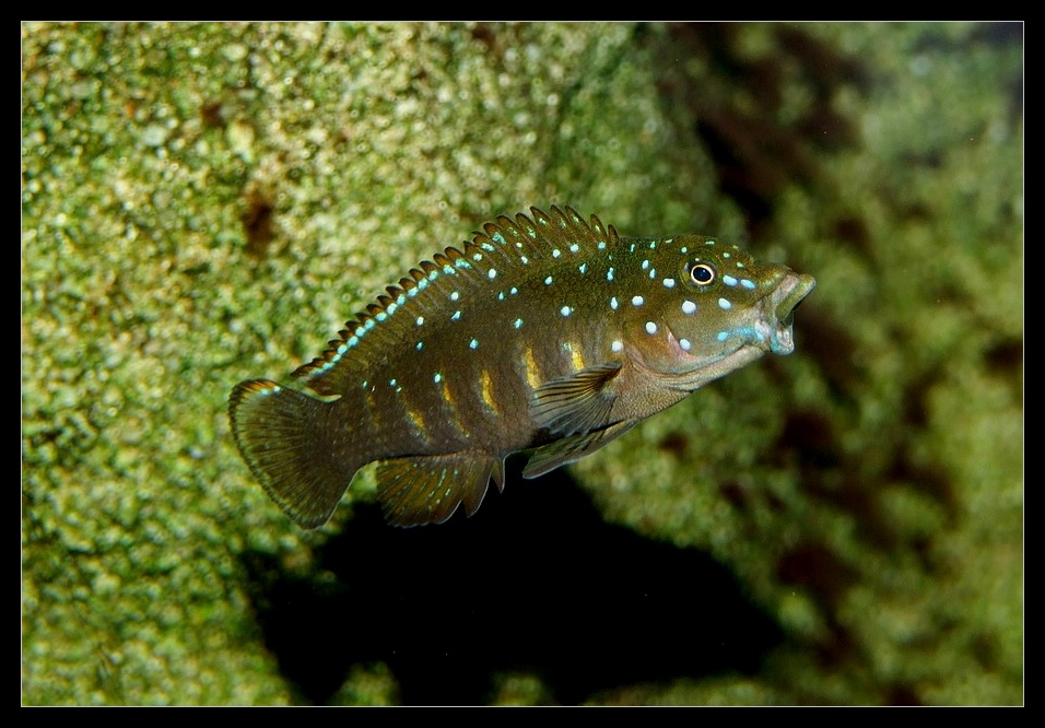 Eretmodus cyanostictus "Zambia"