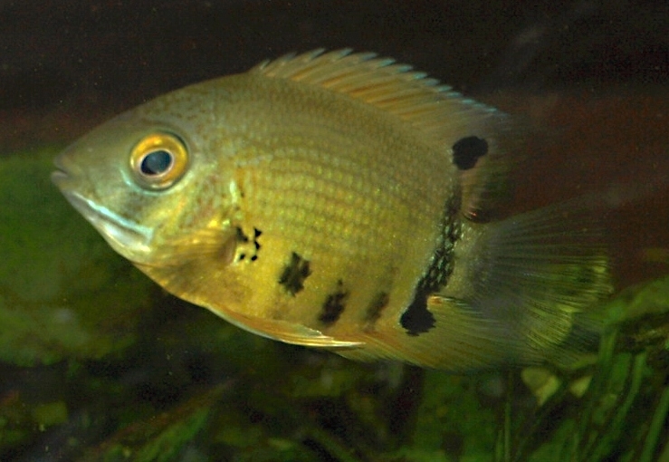 Heros appendiculatus