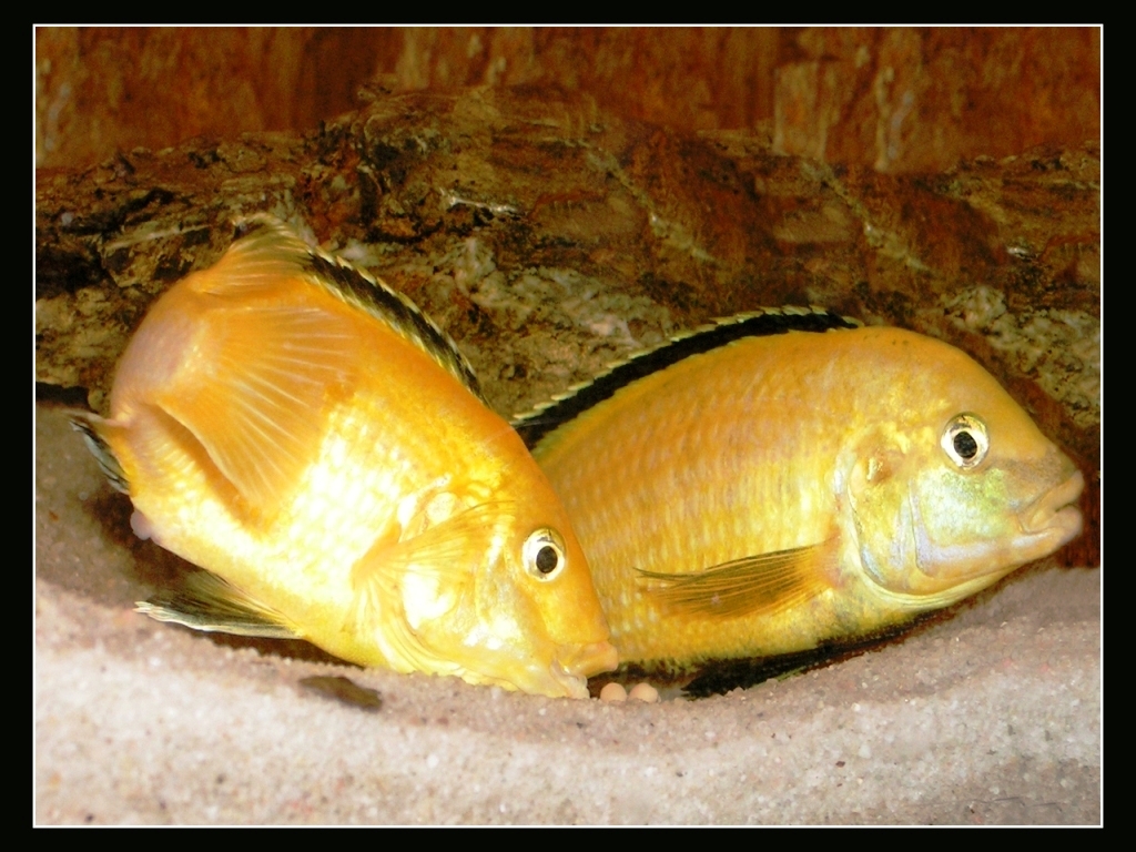 Labidochromis caeruleus