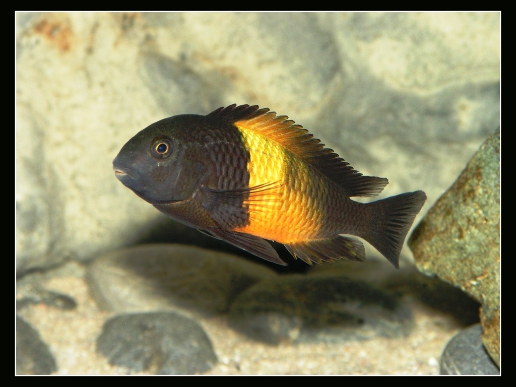 Tropheus sp. "Black" Bemba