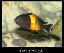 Tropheus sp. "Black" Bemba