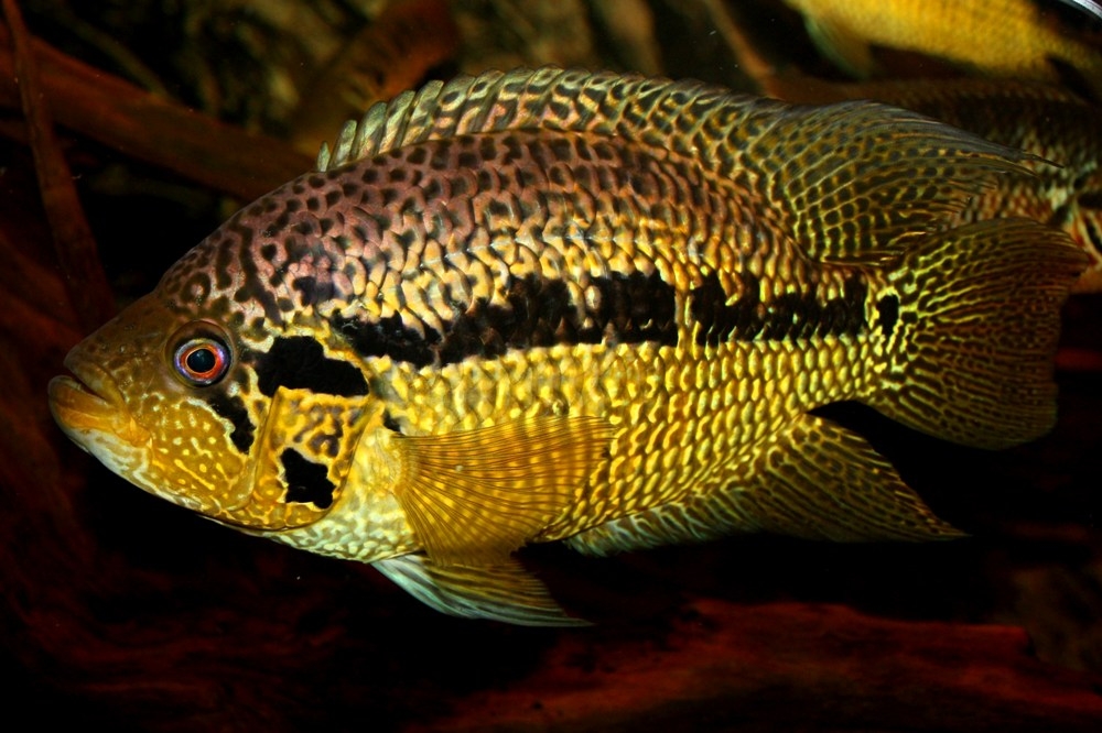 Parachromis loisellei - samec