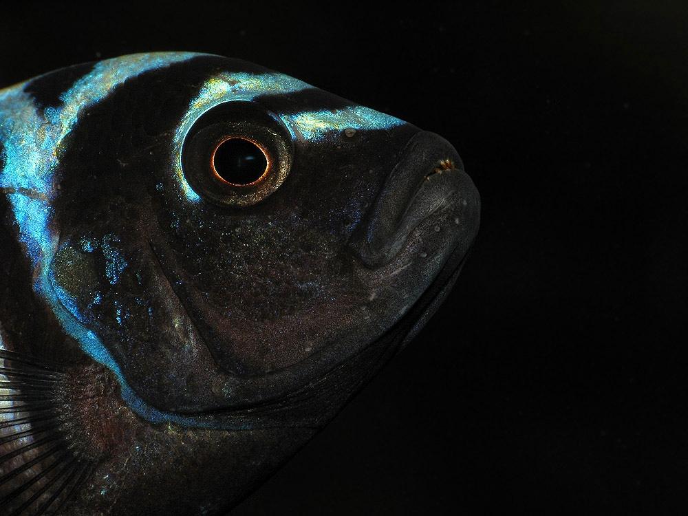 Cynotilapia afra Likoma