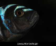 Cynotilapia afra Likoma