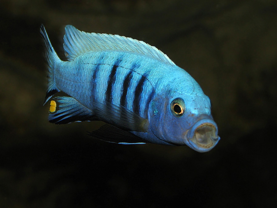 Cynotilapia pulpican