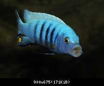 Cynotilapia pulpican