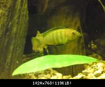 Pseudotropheus Saulosi coral red