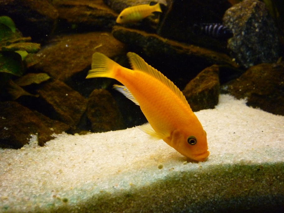 Pseudotropheus Zebra RED/RED samice