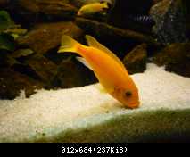 Pseudotropheus Zebra RED/RED samice