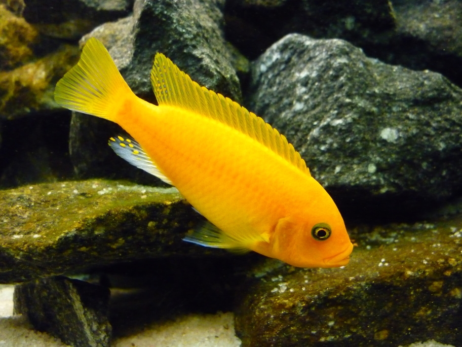 Pseudotropheus Zebra RED/RED samice