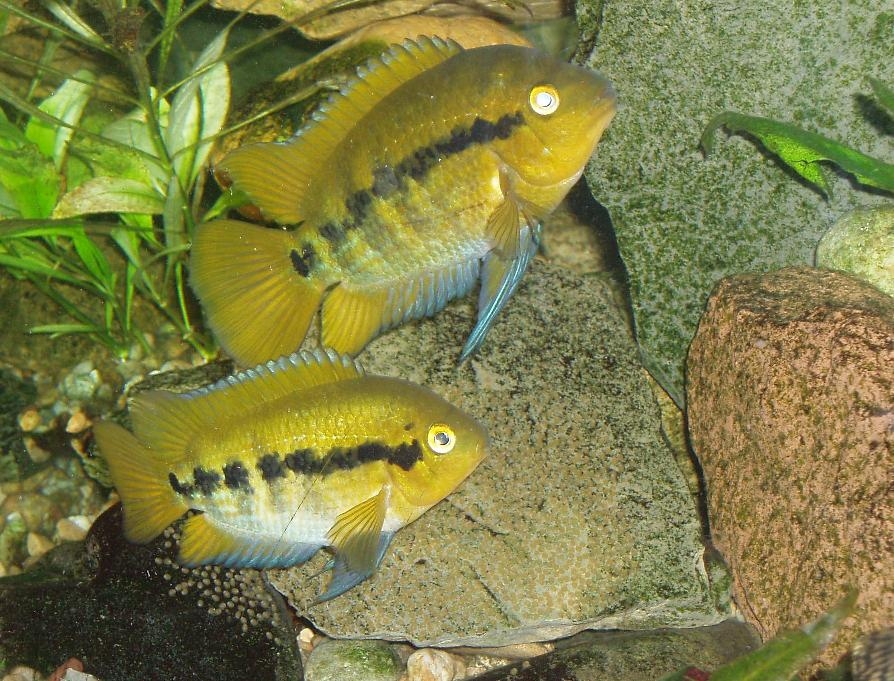 Herotilapia Multispinosa_cerstva znaska