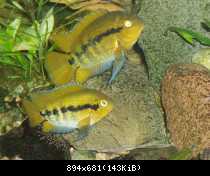 Herotilapia Multispinosa_cerstva znaska