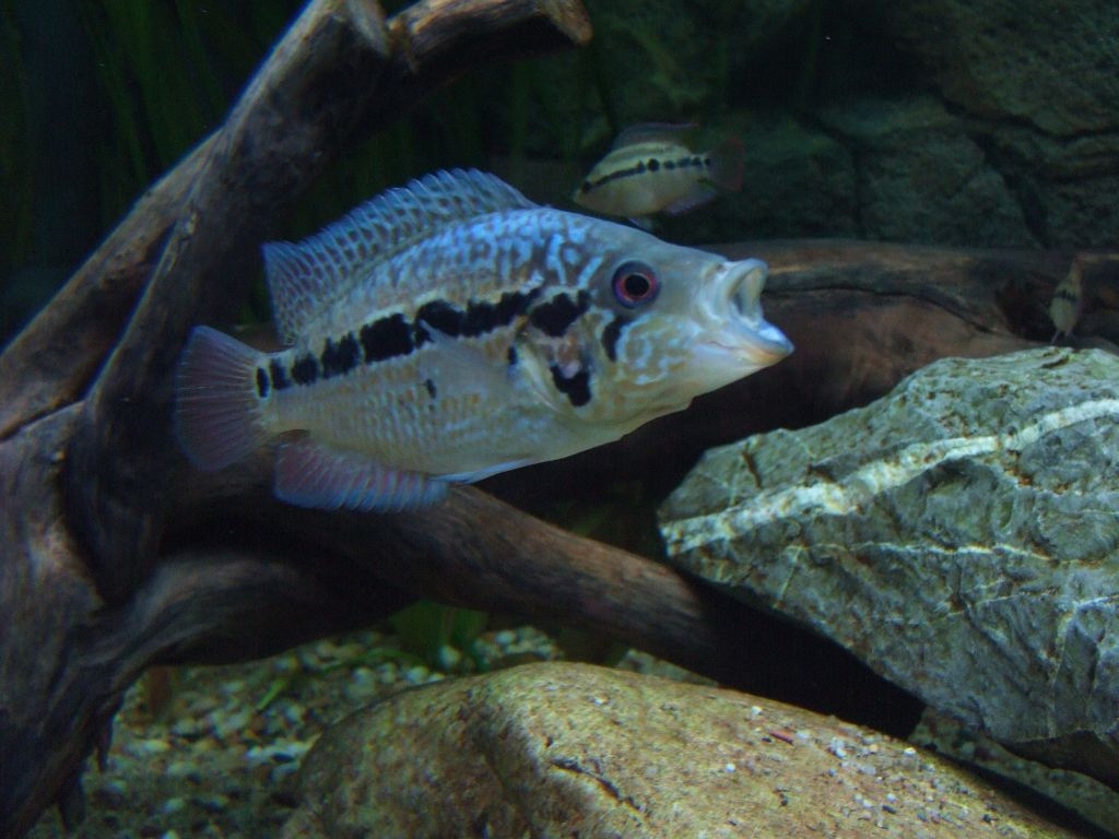 Parachromis loisellei