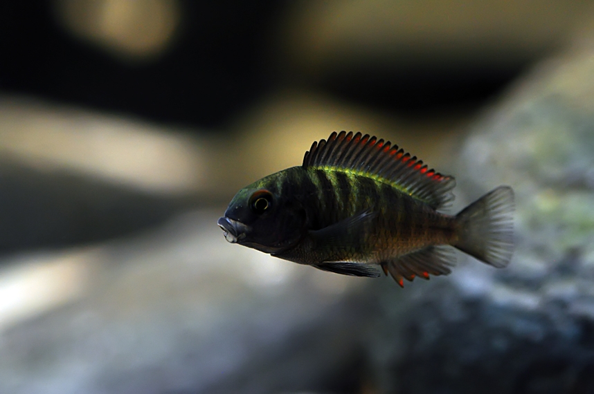 Tropheus sp. Ikola