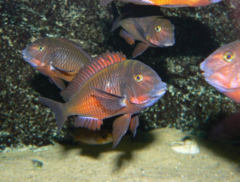 tropheus sp.red,ndole red fluorescent