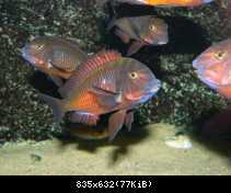 tropheus sp.red,ndole red fluorescent