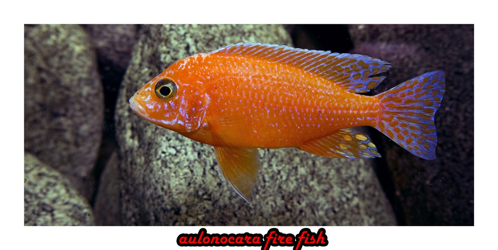 aulonocara fire fish