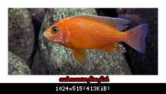 aulonocara fire fish