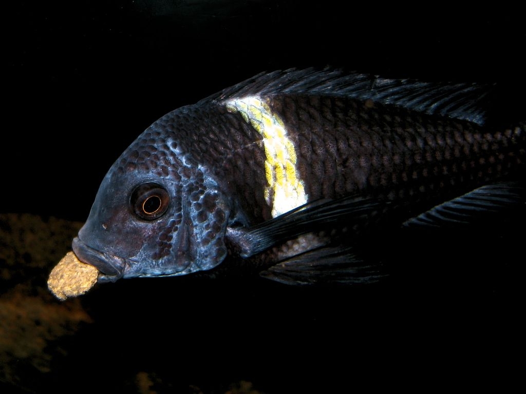 Tropheus Duboisi Maswa F1