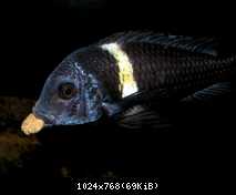 Tropheus Duboisi Maswa F1