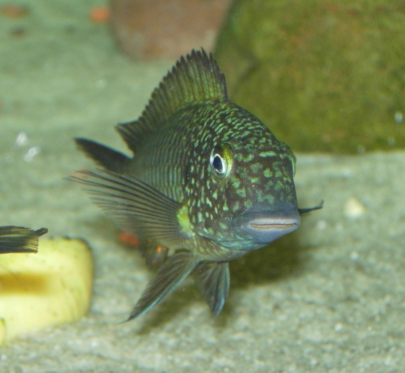 Tropheus Moorii Murago (F1- Male)