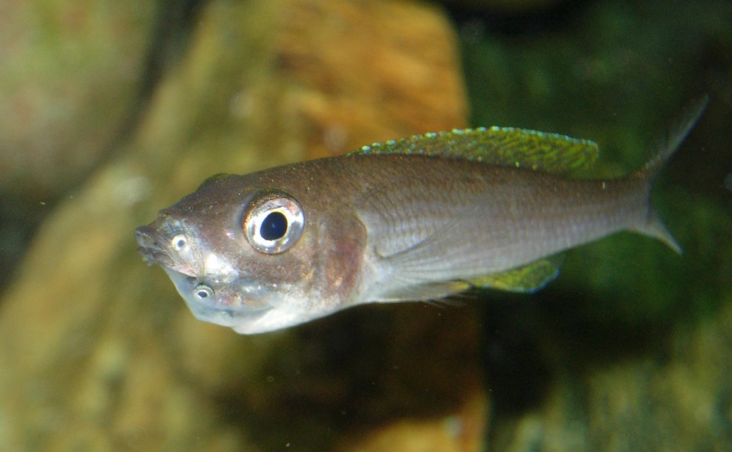 Cyprichromis  leptosoma, Mpulungu