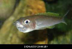 Cyprichromis  leptosoma, Mpulungu