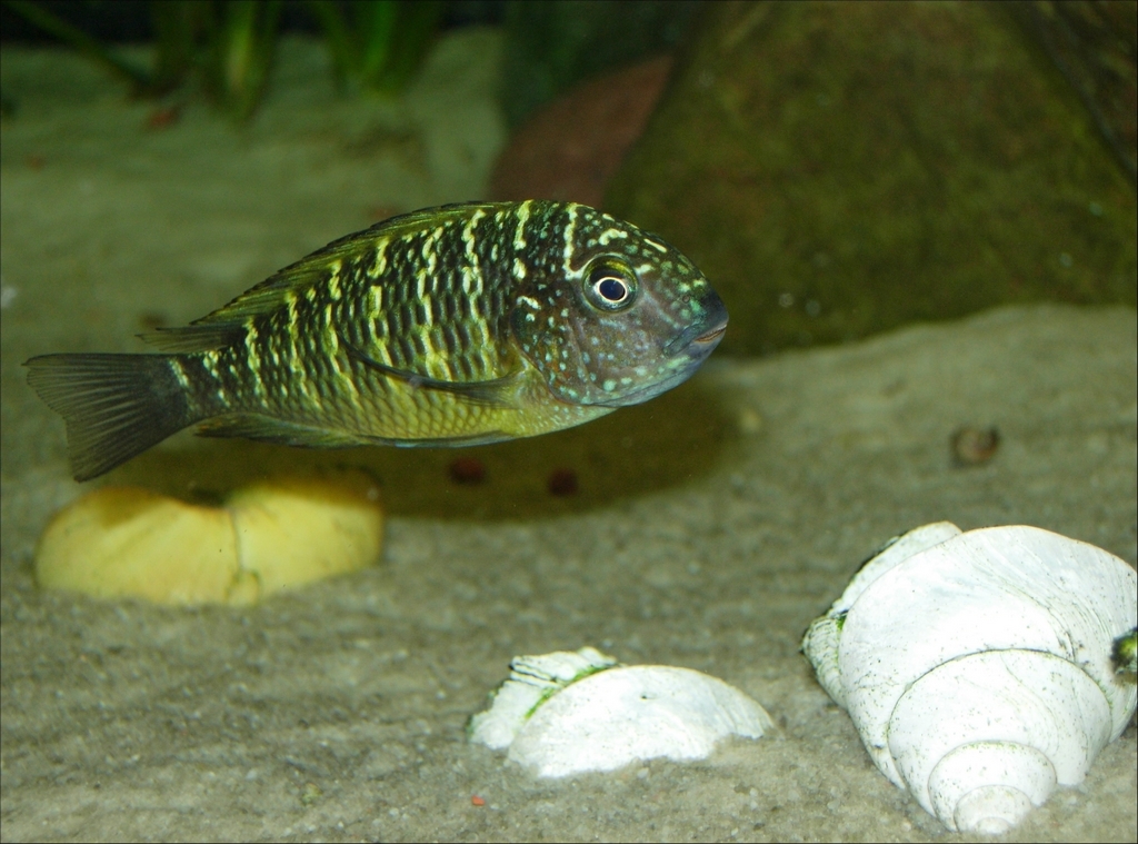 Tropheus moorii Murago (female)