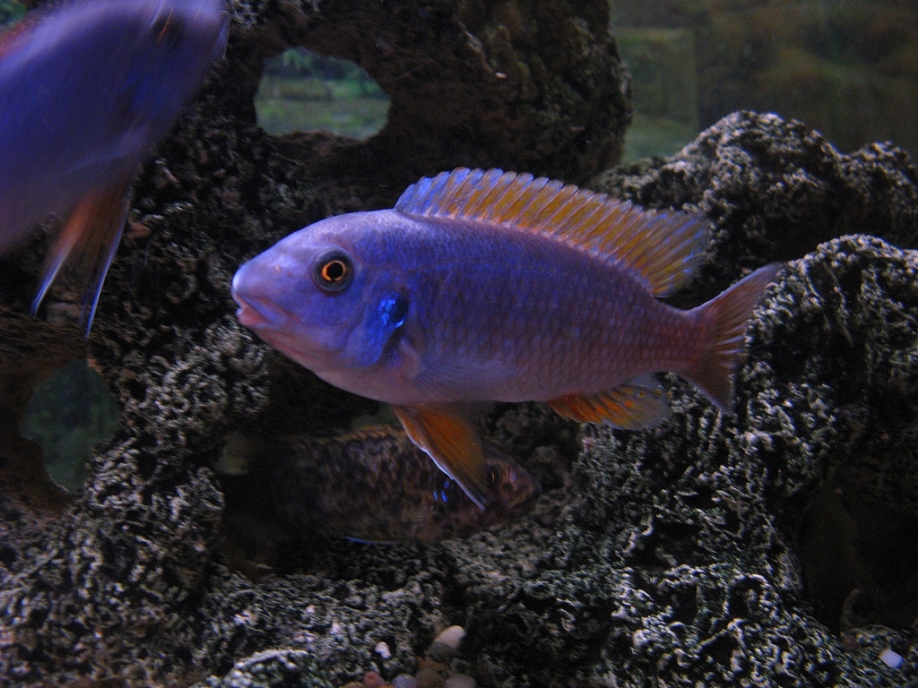 Labeotropheus trewavasae