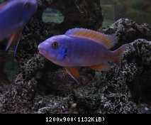 Labeotropheus trewavasae