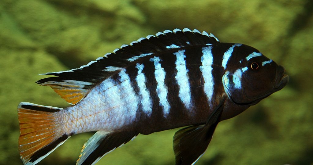 pseudotropheus mphanga