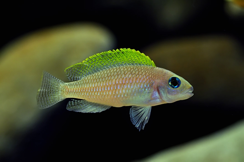 Neolamprologus caudopunctatus