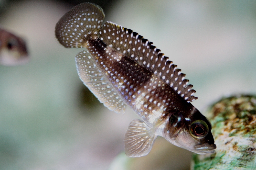 lamprologus meleagris