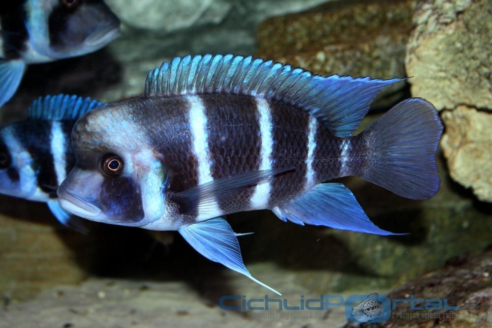 WF Cyphotilapia gibberosa