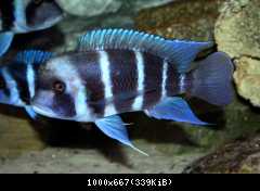 WF Cyphotilapia gibberosa