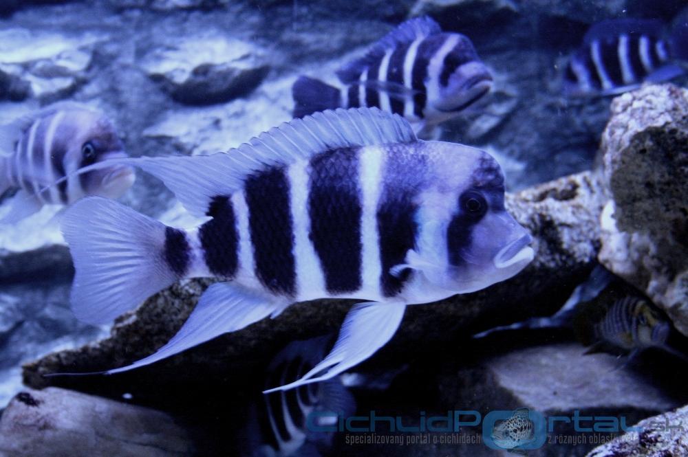 WF Cyphotilapia gibberosa