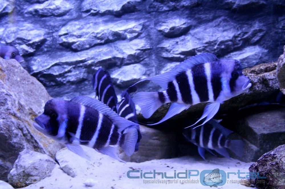 WF Cyphotilapia gibberosa