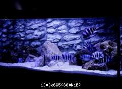 WF Cyphotilapia gibberosa